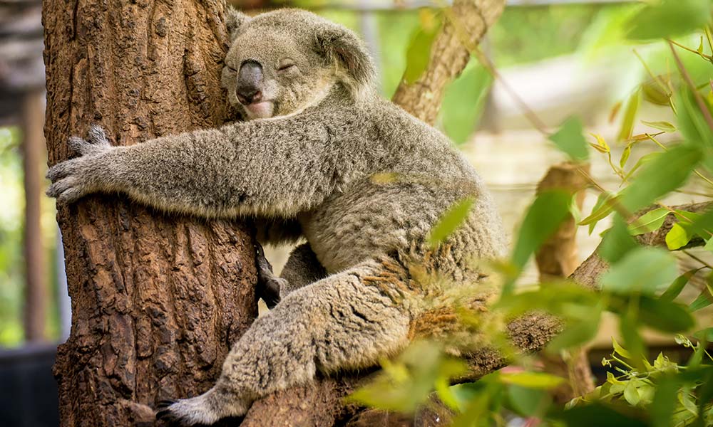 Some Of The Cutest And Sleepiest Animals In The World